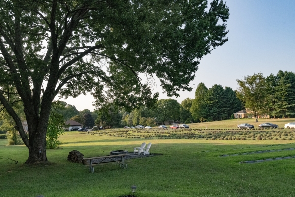 smbussummercelebrationkharislav81243120_53896751583_o