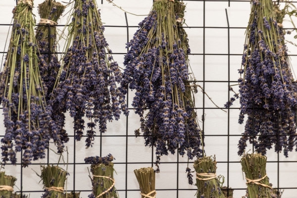 smbussummercelebrationkharislav81244520_53895588767_o